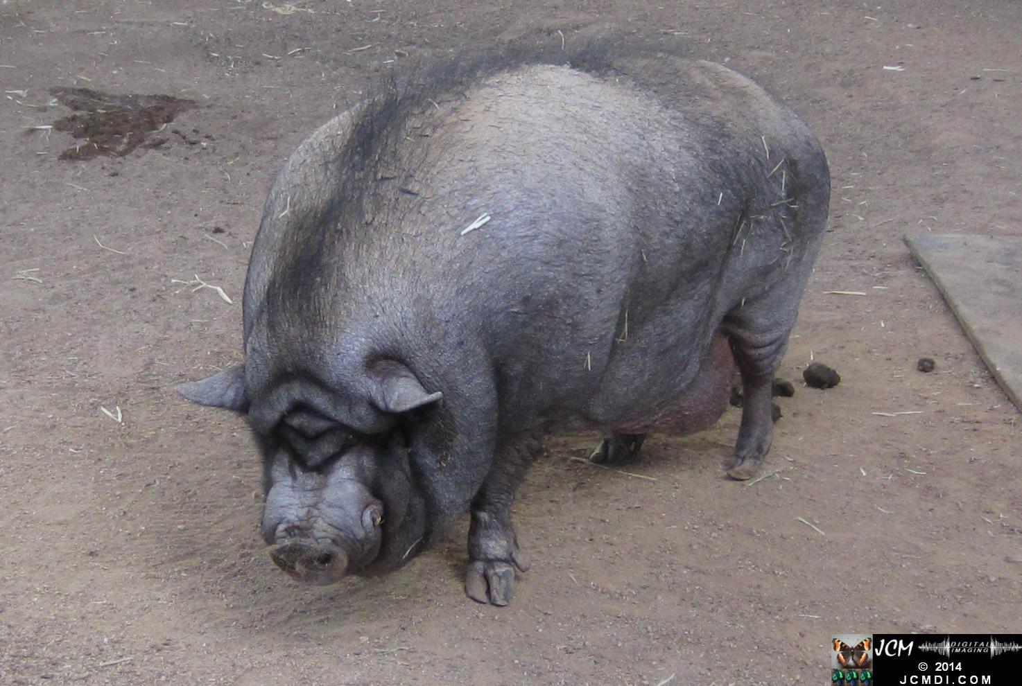 Hart Park Zoo Pot Bellied Pig